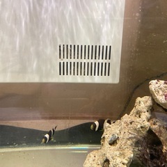 ワイルド　クマノミ3匹の画像
