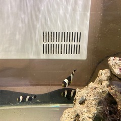 ワイルド　クマノミ3匹の画像