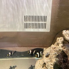 ワイルド　クマノミ3匹の画像