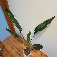 ストレリチア レギネ 約140センチ 観葉植物
の画像