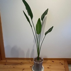 ストレリチア レギネ 約140センチ 観葉植物
の画像