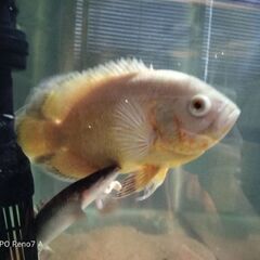 7月19，20、21日は2000 円！熱帯魚セット！の画像