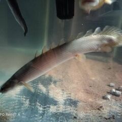 7月19，20、21日は2000 円！熱帯魚セット！の画像