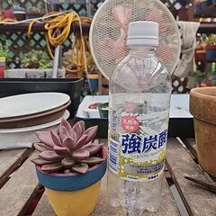 多肉植物　アズールブルーの画像