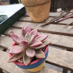 多肉植物　アズールブルーの画像