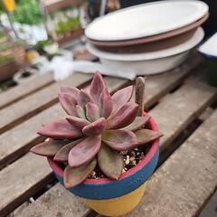 多肉植物　アズールブルーの画像