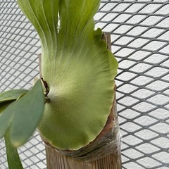 ビカクシダ　ウィリンキーの画像