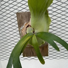 ビカクシダ　ウィリンキーの画像