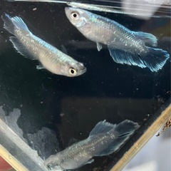 (決まりました✨)現物出品 マリアージュキッシングワイドフィンの画像