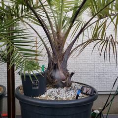 ドライガーデンココスヤシ