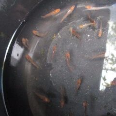 メダカ出品　4回目　　乙姫　若魚　15頭ほどの画像