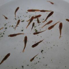 メダカ出品　4回目　　乙姫　若魚　15頭ほどの画像
