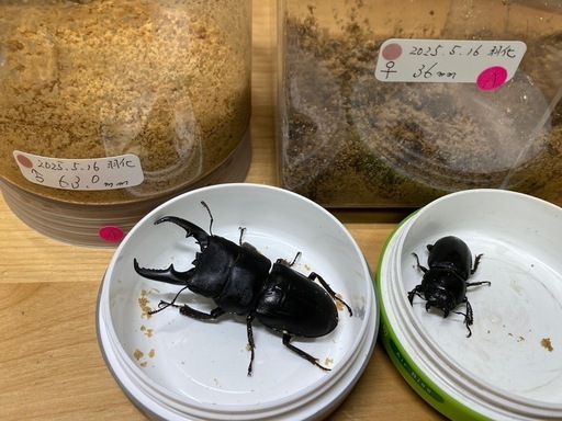 本土ヒラタクワガタ♂63mm ペアA (プラもっと) 妙典のその他の