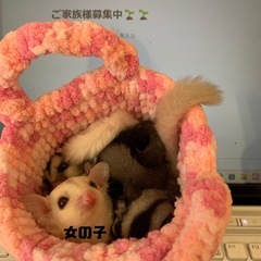 フクロモモンガ 離乳前ご予約受付中