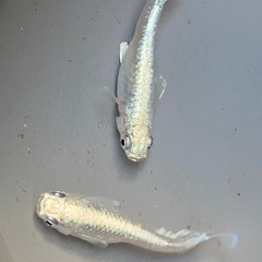 エメキン　めだか　針子明け稚魚　10匹の画像
