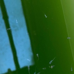 エメキン　めだか　針子明け稚魚　10匹の画像