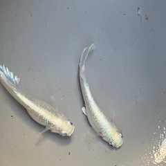 エメキン　めだか　針子明け稚魚　10匹の画像
