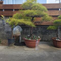 琉球松松