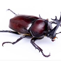 カブトムシ（7132100）の画像