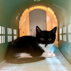 千葉県旭市 ちびすけの里親様募集※現在、里親候補者様と交渉中 - 猫