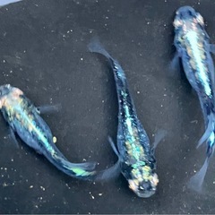 現物出品  黒衣の画像