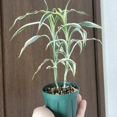 A84 観葉植物 ドラセナの画像