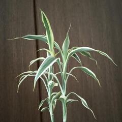A84 観葉植物 ドラセナの画像
