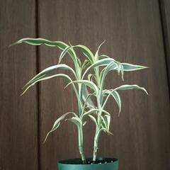 A84 観葉植物 ドラセナの画像