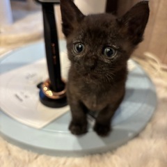 可愛い黒猫の女の子🩷