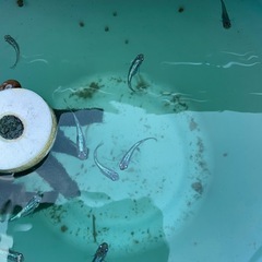 青ラメメダカの画像