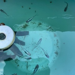 青ラメメダカの画像