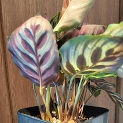 A85 観葉植物 カラテア マコヤナ プレステラ鉢の画像