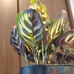 A85 観葉植物 カラテア マコヤナ プレステラ鉢の画像