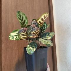 A85 観葉植物 カラテア マコヤナ プレステラ鉢の画像