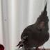 ランキングキーワードに紐づく投稿画像-インコ