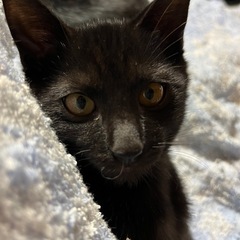 目がクリクリの落ち着いた黒猫ちゃん♡
