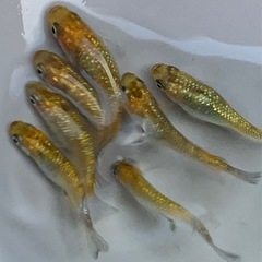 🐟メダカ・夜桜ゴールド8匹