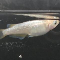 目高【メダカ】善通寺めだか様血統ガブリエル　1ペアの画像