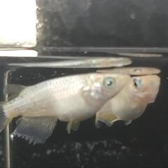 目高【メダカ】善通寺めだか様血統ガブリエル　1ペアの画像