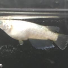 目高【メダカ】善通寺めだか様血統ガブリエル　1ペアの画像