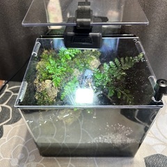 ダイソー水槽レイアウト一式　メダカ、ベタ、イモリ、カエル飼育にの画像