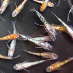 めだか　三色ラメ幹之サファイヤ系　メダカです🥰10匹です❗の画像