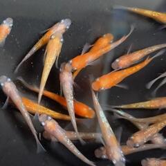 めだか　王華　メダカです🥰10匹です。の画像