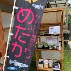 メダカの無人販売19日のみ(土）の画像