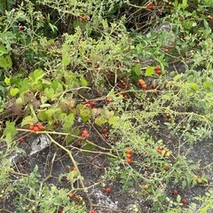 トマト苗🌱