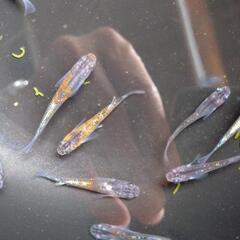 めだか　煌　メダカです🥰画像のメダカ全て❗の画像