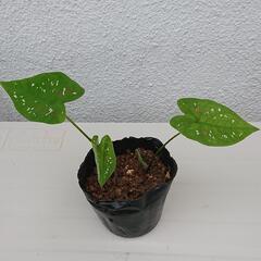 ハイビスカスホワイトの画像