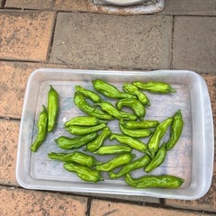 ししとう（15個）の画像
