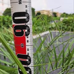 ココスヤシの画像