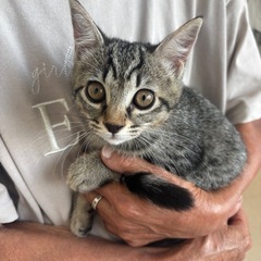 可愛いキジトラ子猫
